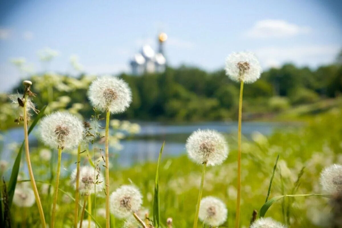 Слова песни одуванчики десантники. Ноты для баяна одуванчик. Одуванчики песня слова. Похожее песню мама одуванчики. Что падает похожее на одуванчики.