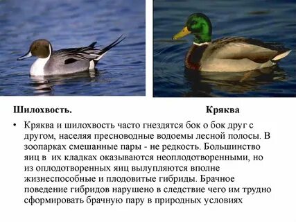 Утка информация