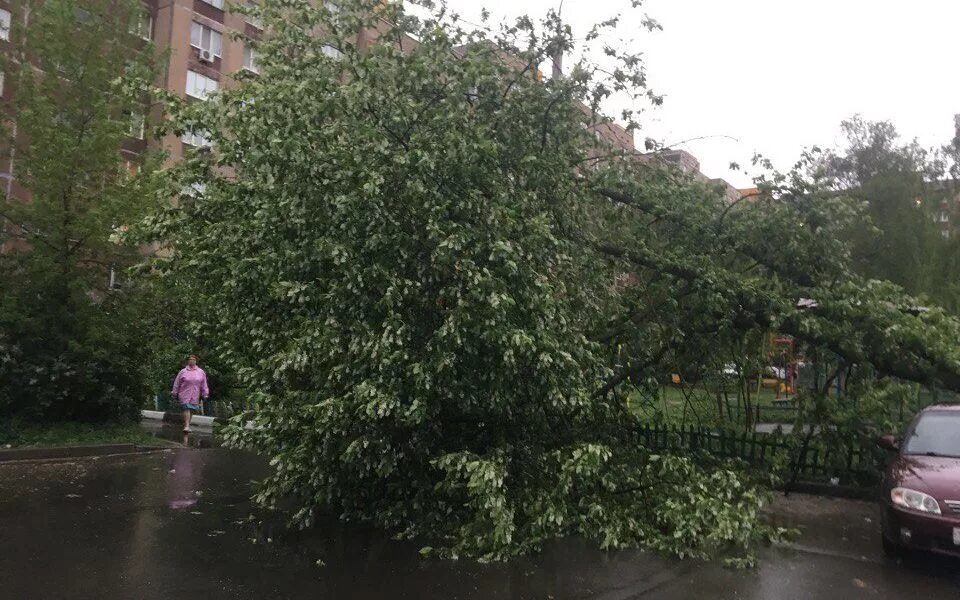 Гроза в Орле. Орел на дереве. Ураган в Орле вчера. Гроза в Орле вчера.