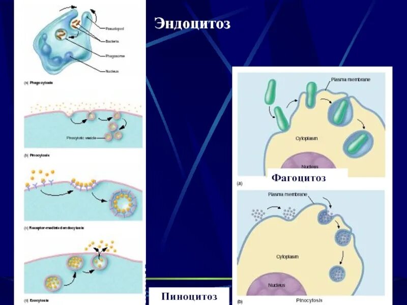 Фагоцитоз и эндоцитоз. Фагоцитоз пиноцитоз эндоцитоз экзоцитоз. Пиноцитоз иммунология. Схема фагоцитоза и пиноцитоза.