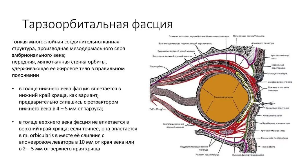 Строение фиброзной оболочки. Строение фасции гистология. фасции глазницы строение. жировое тело глаза строение и функции. строение глаза в глазнице.