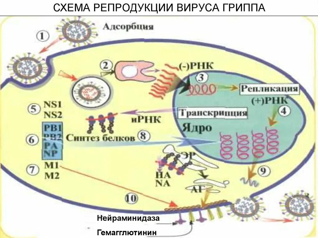 Адсорбция вируса. Схема репродукции вируса гриппа. Схема репродукции вируса гриппа микробиология. Цикл репродукции вирусов размножение вируса.