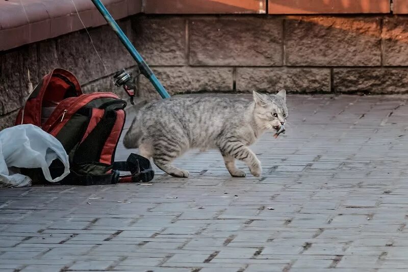 Кошка ворует. Кот который воровал вещи у соседей. Животные воришки. Похищение котенка. Котенок ворует.