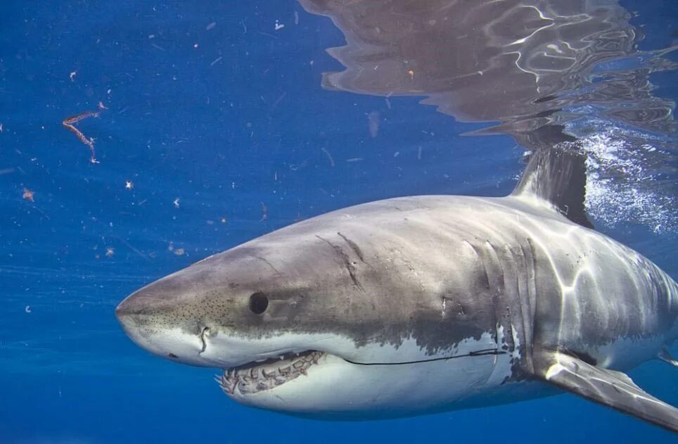 Акула мако. Гангская акула. Carcharodon carcharias. Чернорылая акула. Акула в пресной воде