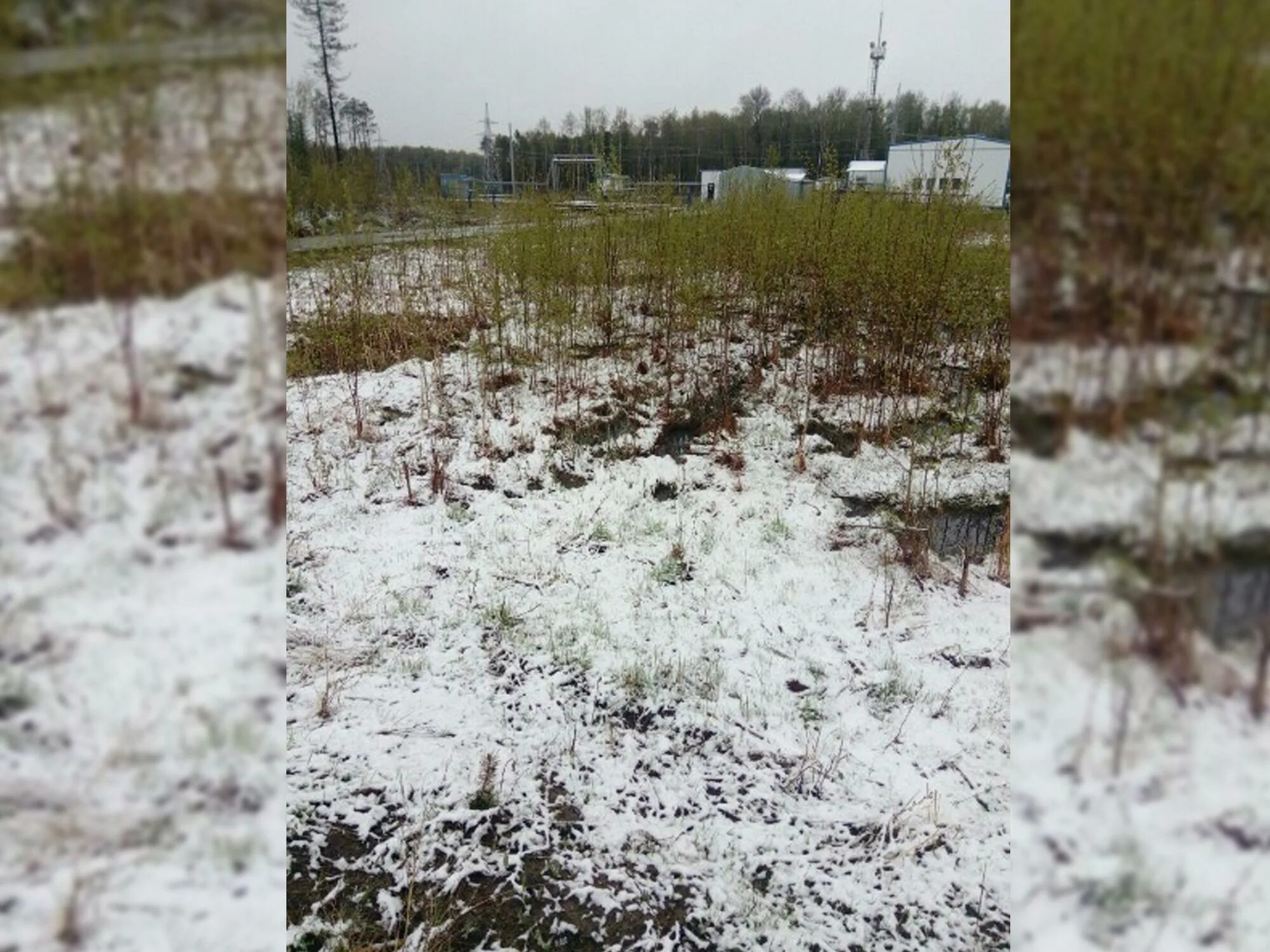 Где в области выпал снег. Снег в Томской области. Томская область выпал снег. В Томске выпал снег. Томская область снег в июне.