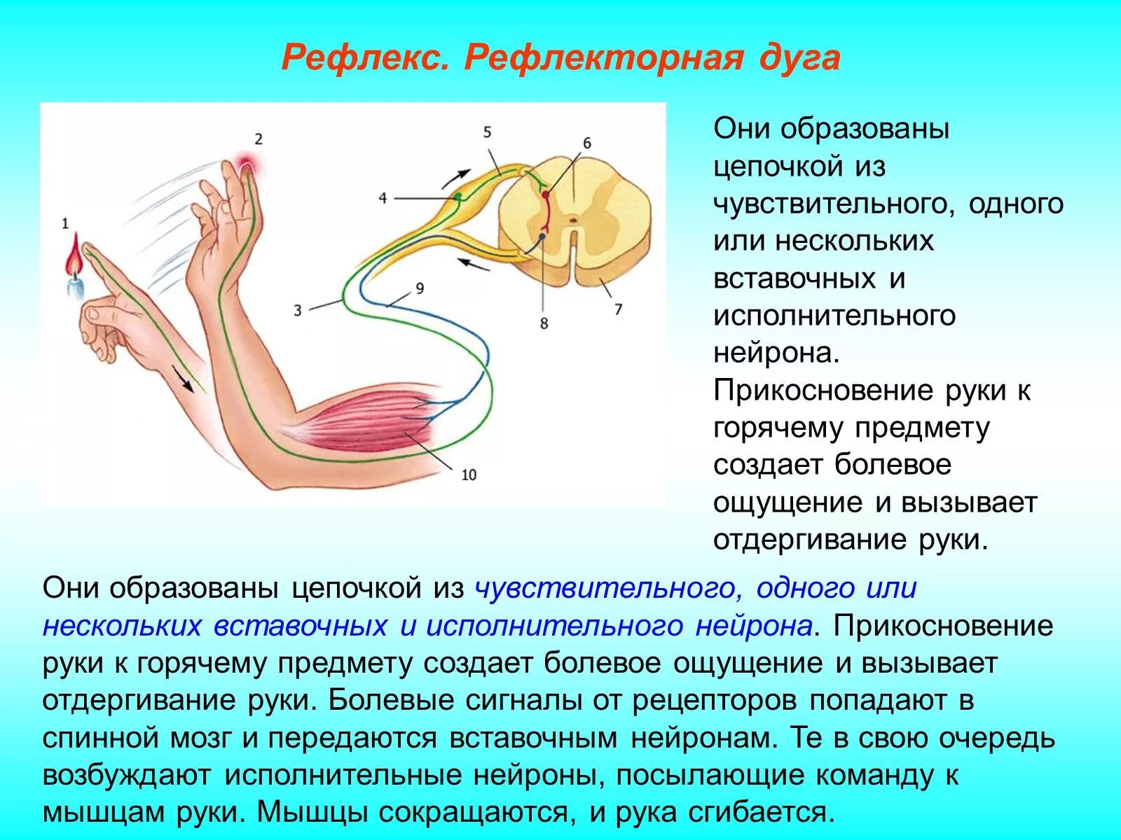 Рефлекторная дуга схема рефлекс отдергивания. Рефлекс отдергивания руки от горячего предмета. Схема рефлекторной дуги отдергивания руки от горячего предмета. Рефлекторная дуга локтевого рефлекса. Рефлексом называют реакцию