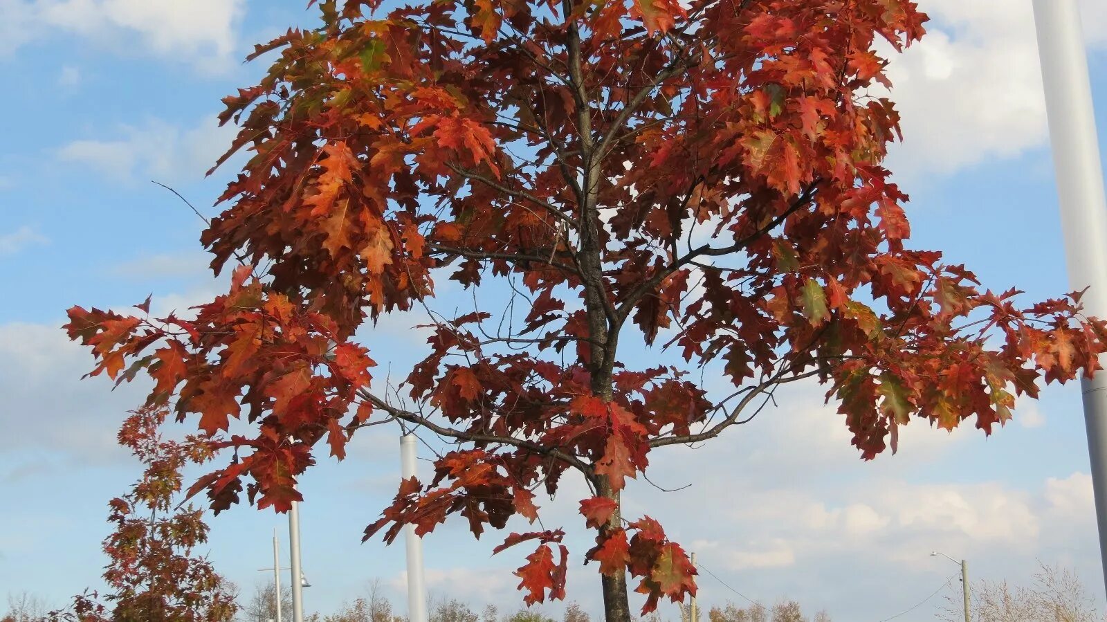 Дуб красный Quercus rubra. Клен красный Октобер Глори. Дуб канадский краснолистный. Клён канадский краснолистный. Красно черешчатый дуб