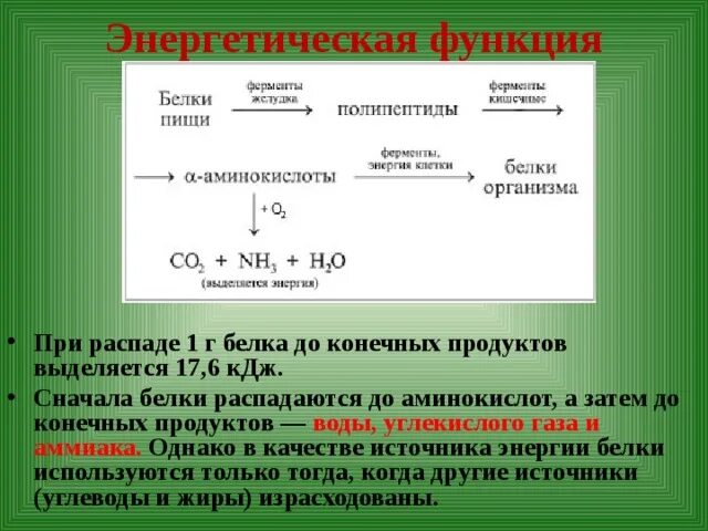 Энергетическая белка. Энергетическая роль белков. Энергетическая функция белка. Энергетическая функция примеры. Энергетическая функция белков химия.