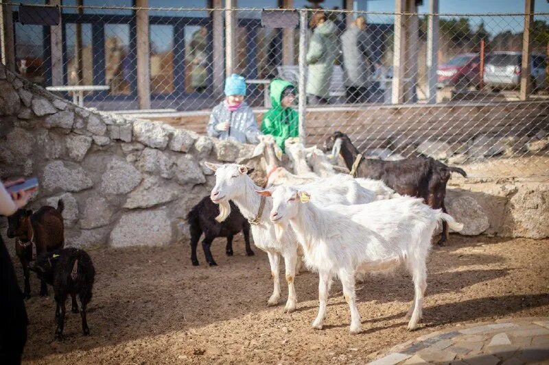 Ферма 56. Животноводческая ферма. Раменская ферма. Ферма 56. Заболотье (раменский район).