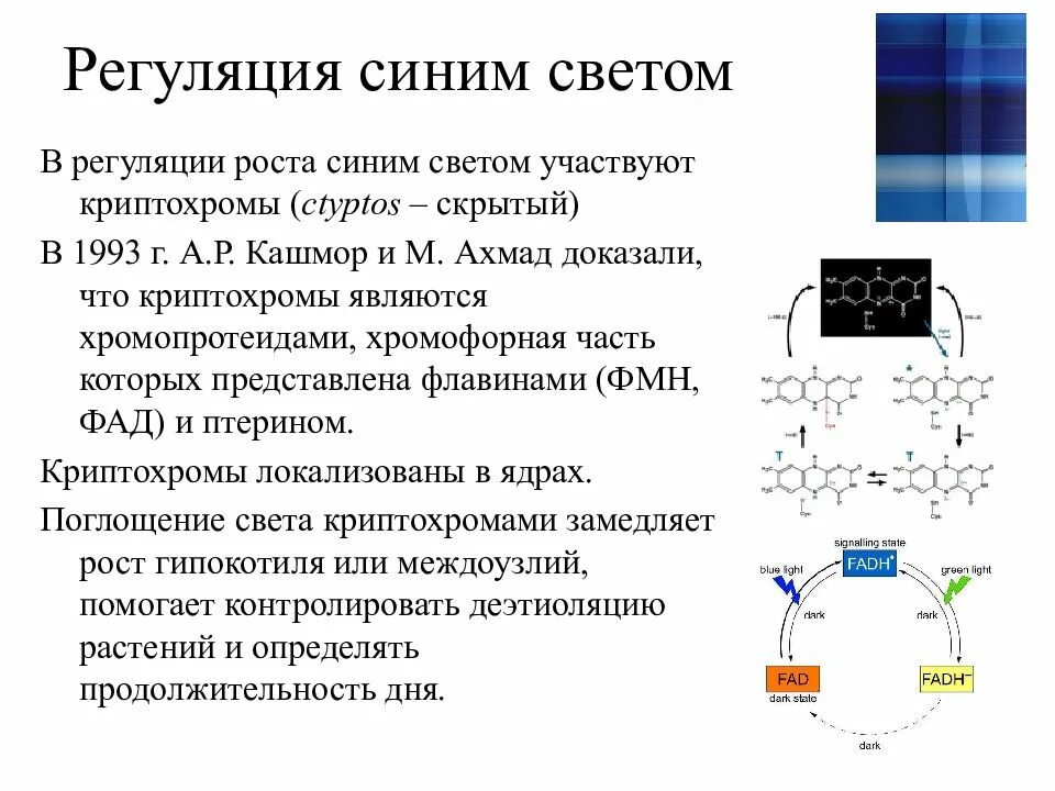 Регуляция роста и развития