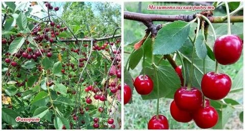 Тургеневка вишня описание сорта опылители отзывы