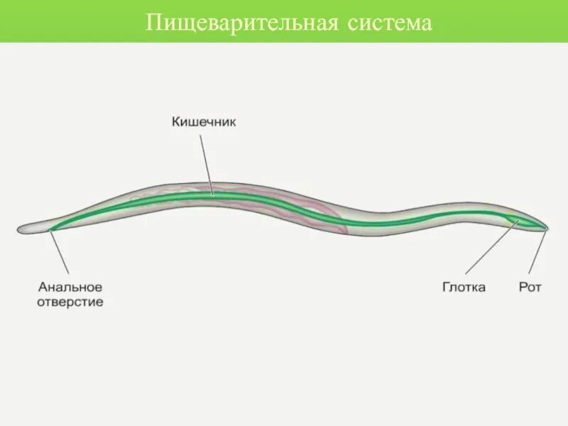 Тип круглые черви пищеварительная. Пищеварительная система нематод схема. Круглые черви пищеварительная система аскариды. Круглые черви пищеварительная система 7 класс. Пищеварительная система аскариды человеческой.