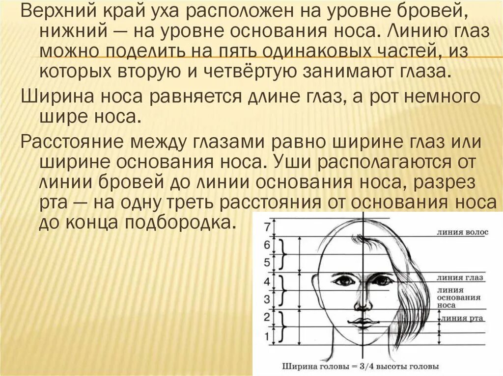 Пропорции головы человека. Эстетические пропорции лица. Размер головы человека. Схема пропорций головы человека.