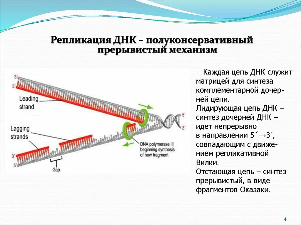 Материнская цепь днк. ДНК полимераза репликация ДНК. Механизм репликации ДНК. Направление синтеза цепи ДНК. Синтез лидирующей дочерней цепи ДНК.