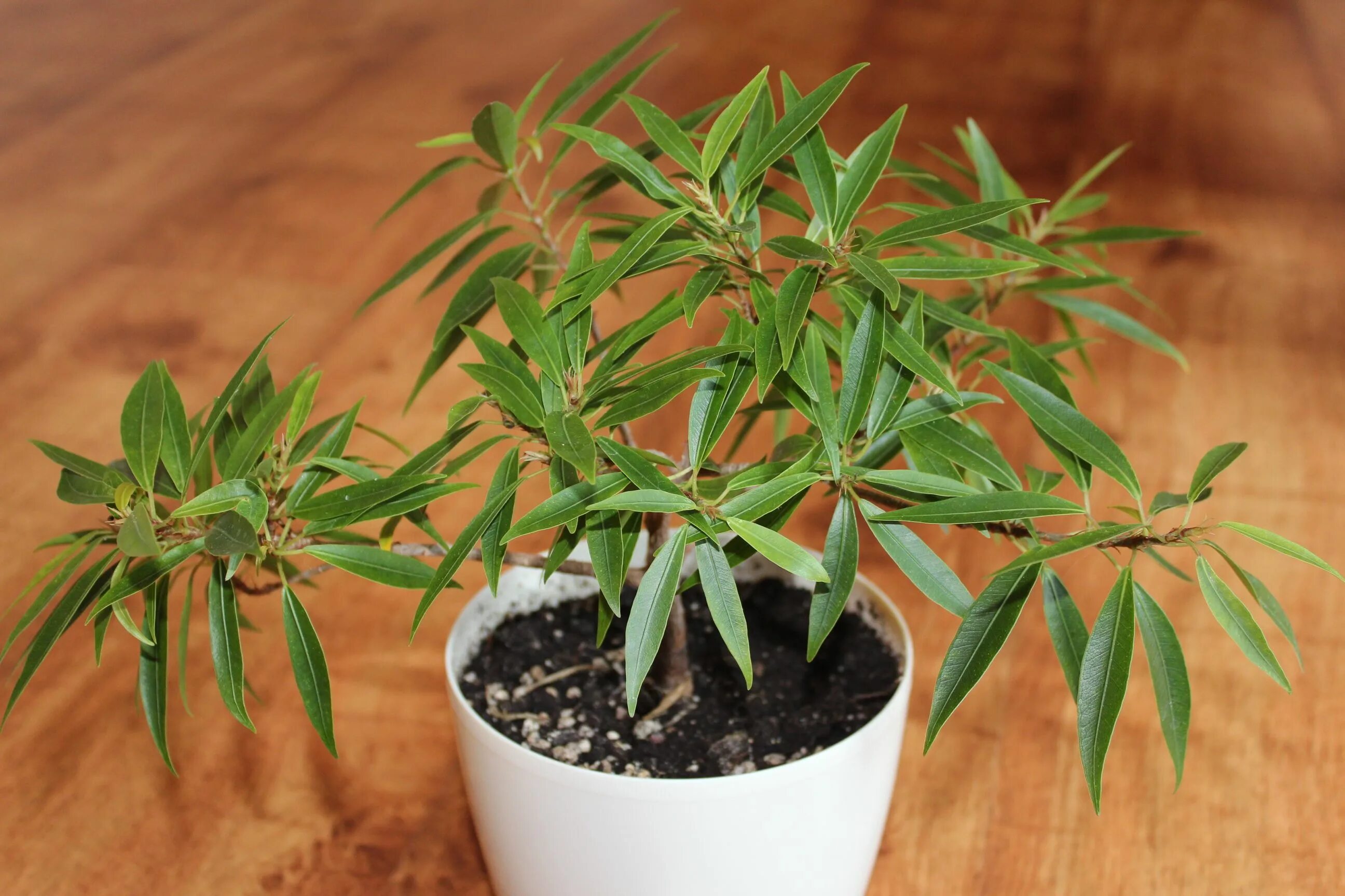 You gotta dig down below the surface. Life lessons with ficus bonsai - Adam's Ar