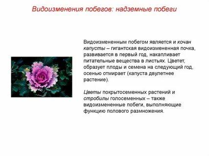 Сочинение на тему побег
