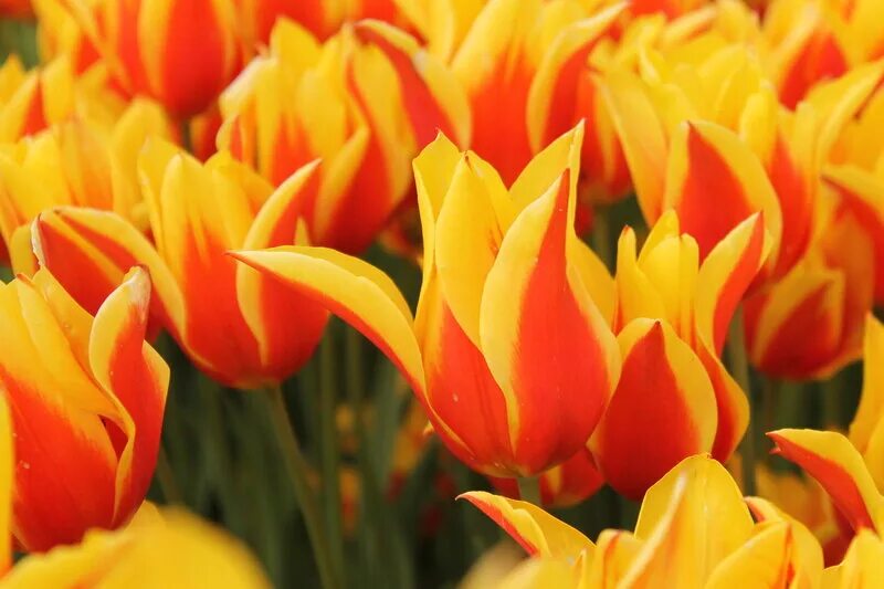 Тюльпаны это символ. Лилиецветные тюльпаны лимонный. Тюльпан лилицветные Mixed. Тюльпан символ. Тюльпаны национальный символ Турции.