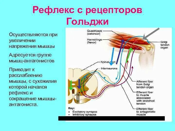 Сухожильные рецепторы (органы) Гольджи. Рефлекс с сухожильных рецепторов Гольджи. Сухожильные рецепторы Гольджи механизм возбуждения. Рефлекс с сухожильных рецепторов.