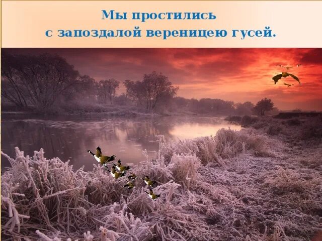 Выражение вереницею гусей. Выражение вереницею гусей