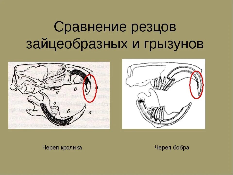 Какую особенность имеют резцы у грызунов. Строение зубов грызунов и зайцеобразных. Строение зубной системы зайцеобразных. Строение черепа отряда зайцеобразные. Строение зубов зайцеобразных.