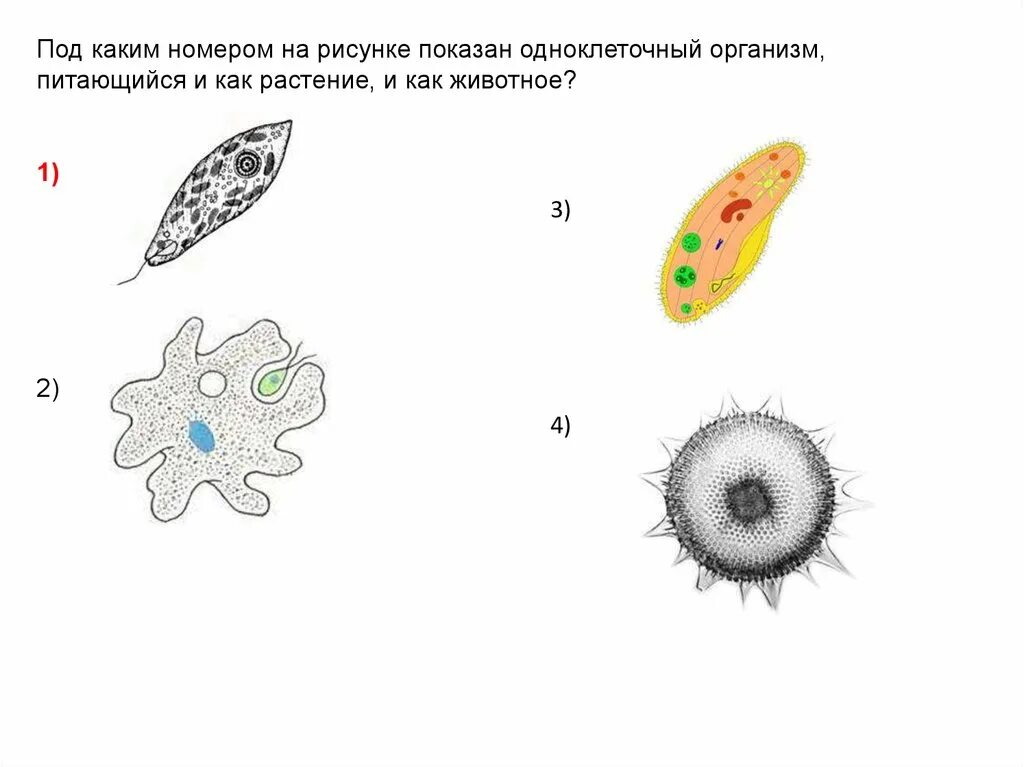 Какие есть группы простейших. Одноклеточные организмы. Одноклеточных животных. Рисунок одноклеточного организма. Простейшие организмы.