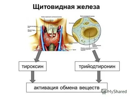 Трийодтиронин щитовидной железы