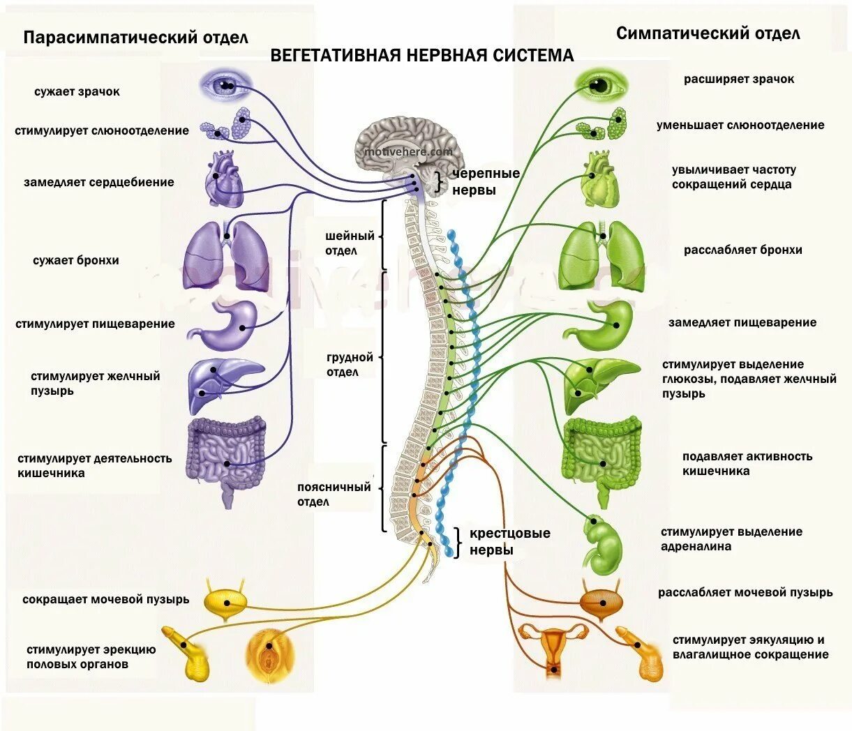 Парасимпатическая вегетативная нервная система функции. Вегетативная нервная система. Парасимпатическая нервная система. Симпатическая и парасимпатическая нервная система. Вегетативная нервная система плакат.