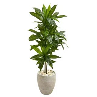 Real plant