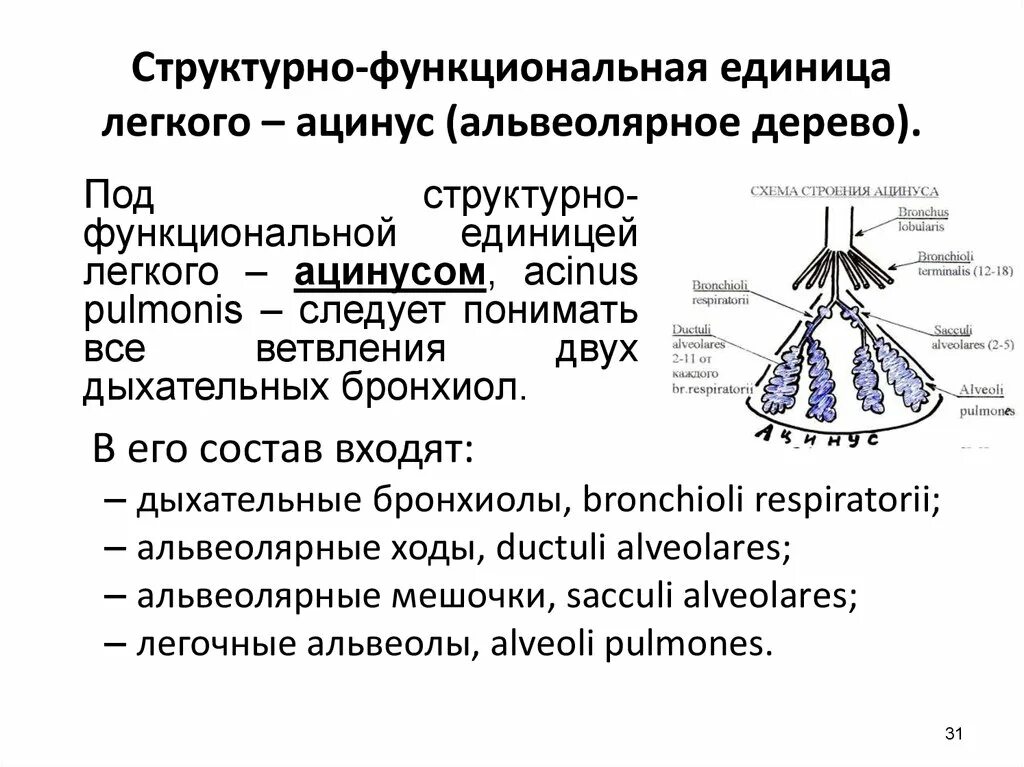 Функциональная анатомия органов дыхания - презентация онлайн