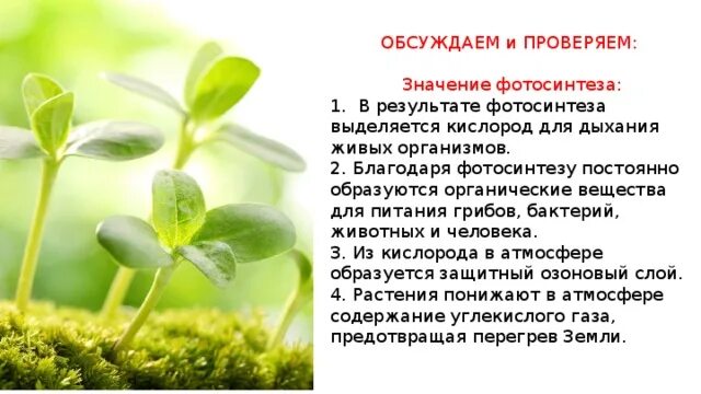 Сообщение растения которые выделяют много кислорода. Какое значение имеет кислород для живых организмов. растения и кислород.