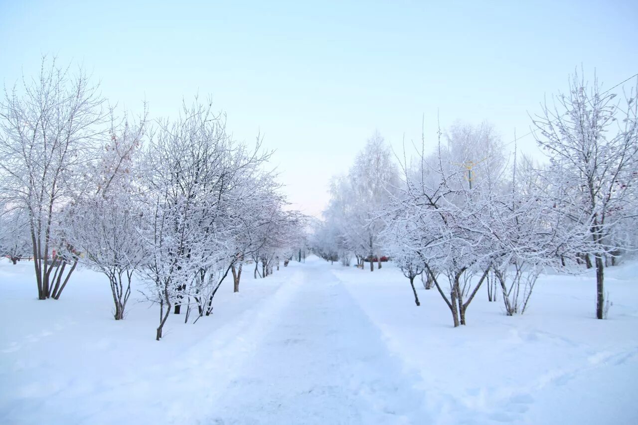 Деревья в снегу парк. OEES зима. Где умеренно холодная снежная зима