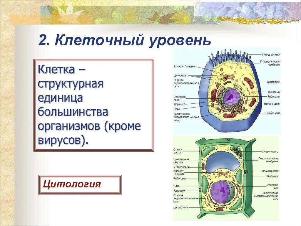 Клеточный состав живых организмов. Клеточный уровень организации схема. Клеточный уровень биология 9 класс. Роль клеточного уровня организации жизни.. Уровни организации клетки.