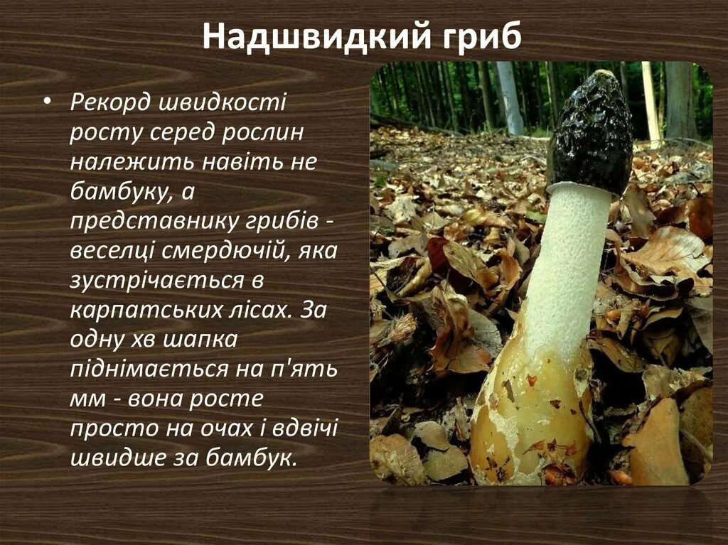 Сообщение о интересном грибе. Факты о грибах. интересные грибы. грибы рекордсмены презентация. рассказ о интересном грибе.