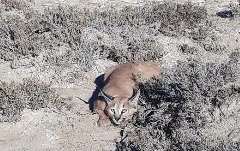 Фотодағы жалаңаш қыз