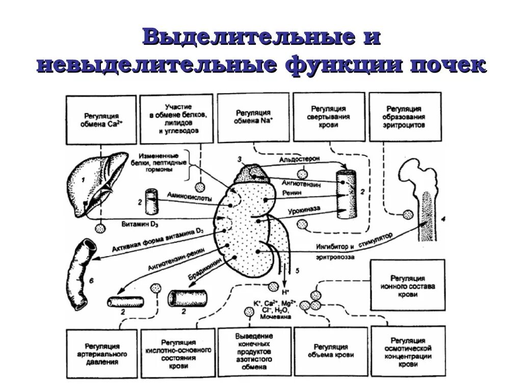 Каковы функции почек. Невыделительные функции почек физиология. Функции почек в регуляции кос. Выделительная функция почек физиология. Функции почек схема.