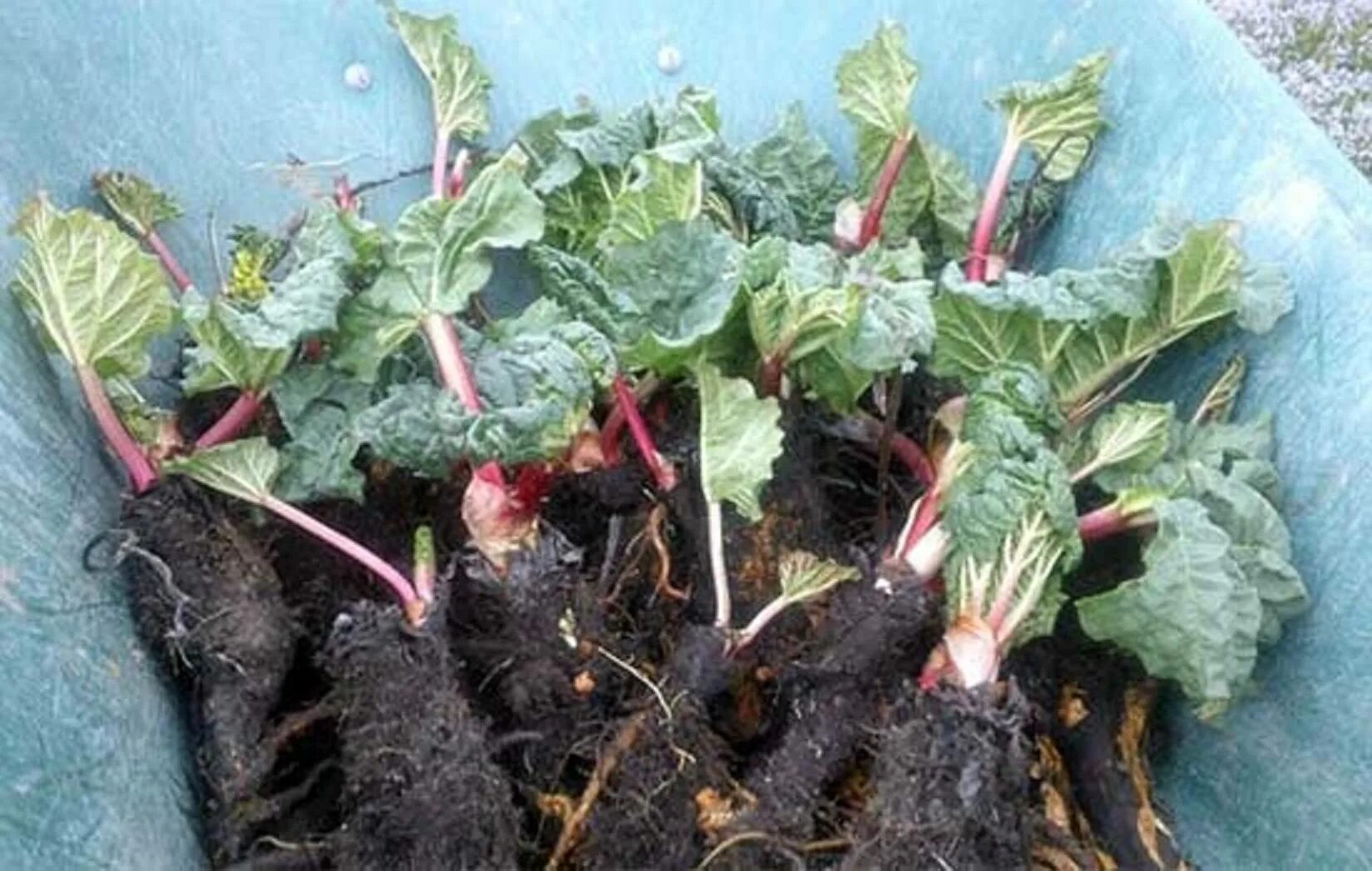 Ревень садовый. Ревень черешковый. Ревень уход в открытом грунте. Ревень зеленый. Ревень черешковый.