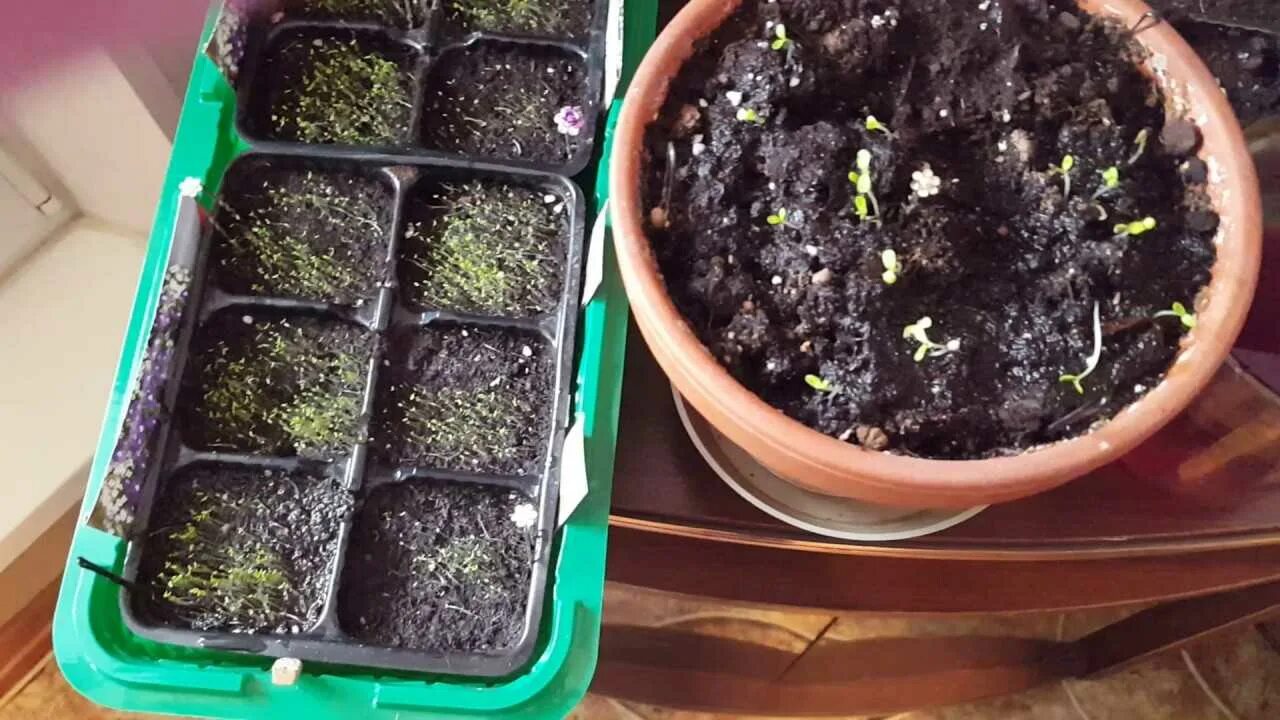 Можно ли поливать рассаду перца марганцовкой. Полив рассады марганцовкой. марганец для рассады. марганцовка для рассады. раствор марганцовки для полива рассады.