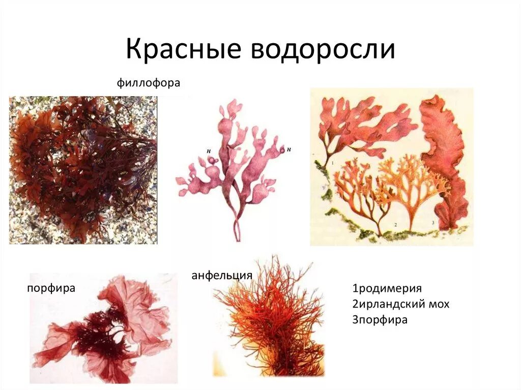 Отдел красные водоросли багрянки представители. Филлофора водоросль. Порфира Филлофора. Бурые водоросли Филлофора. 2 название красных водорослей