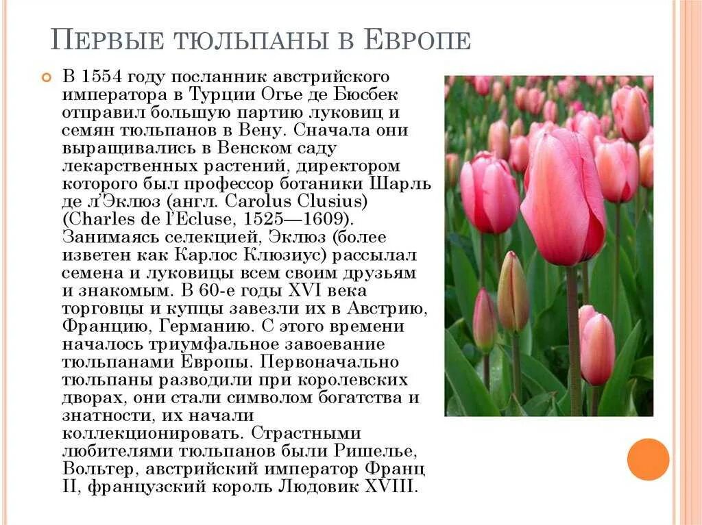 Как отпоить тюльпаны. Тюльпан краткое описание. Сообщение о тюльпане. Информация о цветке тюльпан. Научные сведения о тюльпане.