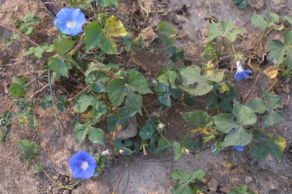 Запрет ипомеи в россии. Ипомея плющевидная. Ipomoea hederacea. Ипомея сорняк. Ипомея карантинный сорняк.