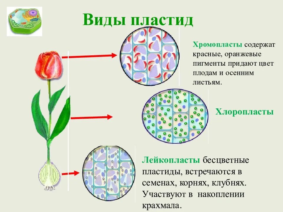 Пигменты цвета в растениях. Хлоропласты хромопласты лейкопласты таблица. Строение растительной клетки 6 класс биология пластиды. Пластиды: хлоропласты, хромопласты, лейкопласты. Пигменты пластид.. Пластиды хлоропласты хромопласты лейкопласты строение.