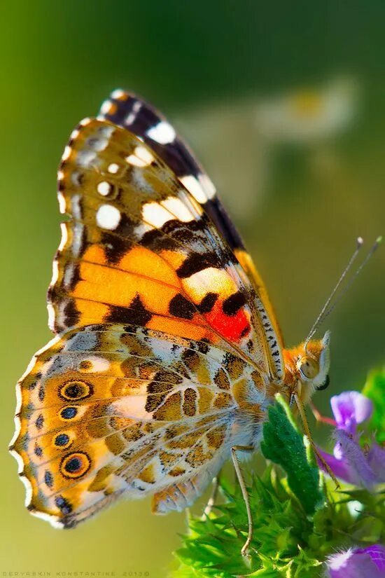 Pin by Rocío Téllez. on MARIPOSAS. Beautiful butterflies, Butterfly, Butterfly f