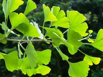 Ginkgo