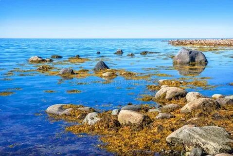 Синяя птица море белое море черное