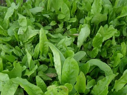 Щавель собакам