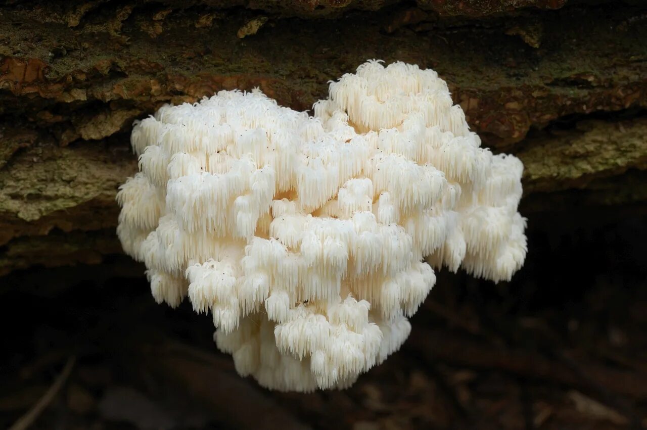 Мицелий гриба ежевик гребенчатый. Мицелий гриба ежевик гребенчатый. Ежовик гребенчатый мицелий. Ежовик ежевик гребенчатый мицелий что это. Ежовик гребенчатый мицелий.