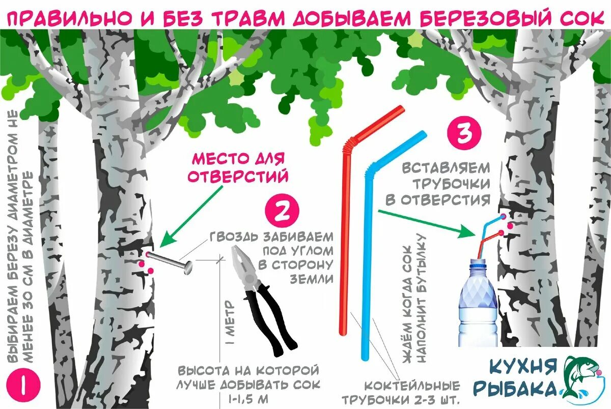 Сок каких деревьев можно пить. Схема сбора березового сока. Добыча березового сока. Приспособление для сбора березового сока. Приспособление для добычи березового сока.