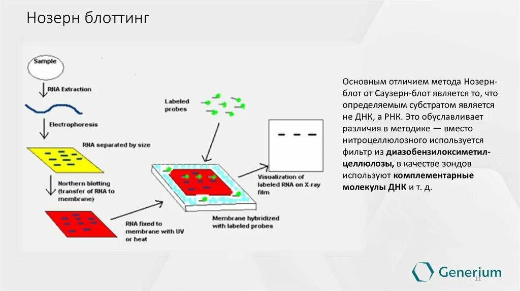 Нозерн Блот гибридизация. Саузерн блоттинг детекция результатов. Саузерн Нозерн и вестерн блоттинг. Блот гибридизация по Саузерну. Иммунный блоттинг