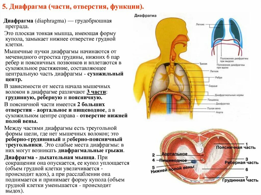 Частью какой из систем органов является диафрагма. Диафрагма вид снизу со стороны брюшной полости. диафрагма отделы отверстия функции. диафрагма расположение части отверстия функции. особенности строения диафрагмы.