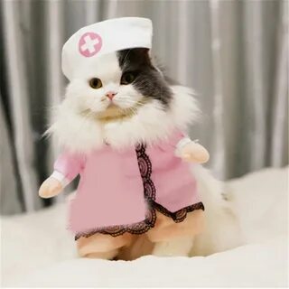 Милые котики с одеждой